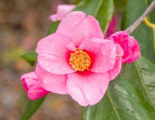 Pink Camellia Flowers