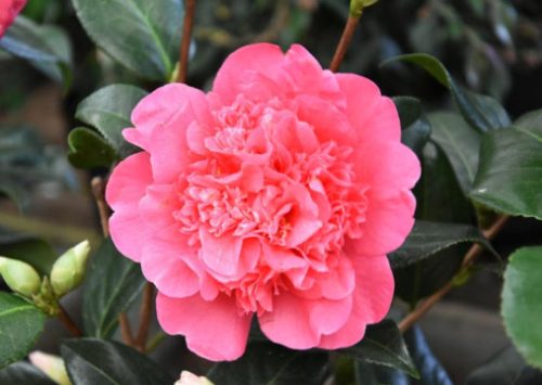 Pink Camellia Flowers