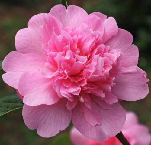 Pink Camellia Flowers