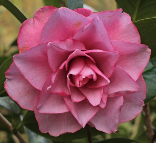 Pink Camellia Flowers