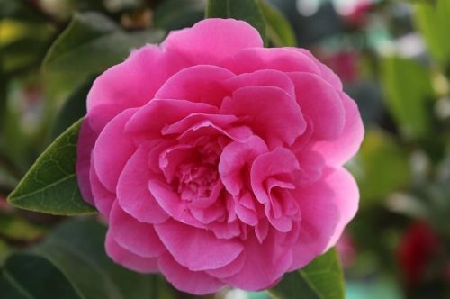 Pink Camellia Flowers