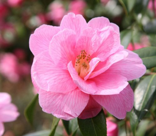 Pink Camellia Flowers