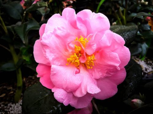 Pink Camellia Flowers