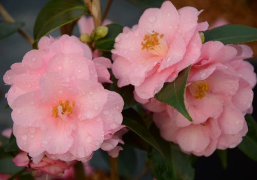 Pink Camellia Flowers