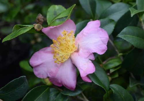 Pink Camellia Flowers