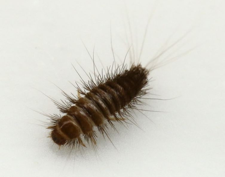 Tiny Bugs in Florida