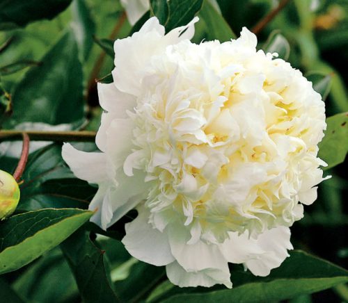 White Peonies