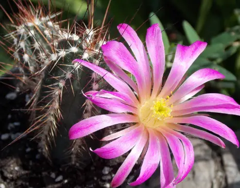 Cactus with Pink Flowers