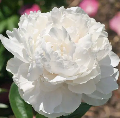 White Peonies