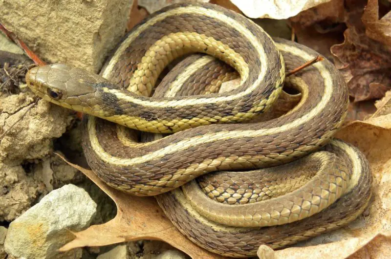 garter snakes in Pennsylvania