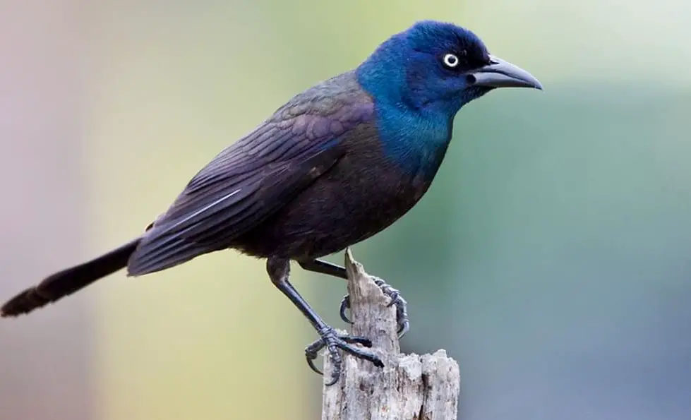 Birds in Louisiana