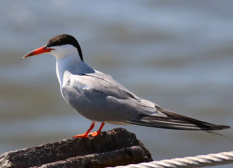 Birds in Massachusetts