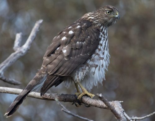 Cooper’s Hawk (Accipiter Cooperii)