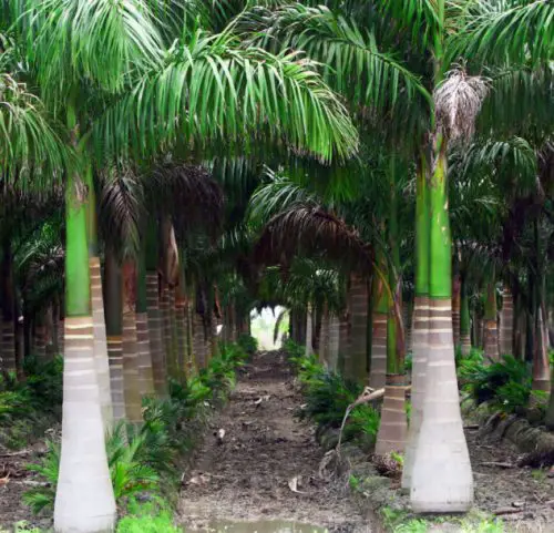 Cuban Royal Palm (Roystonea regia)