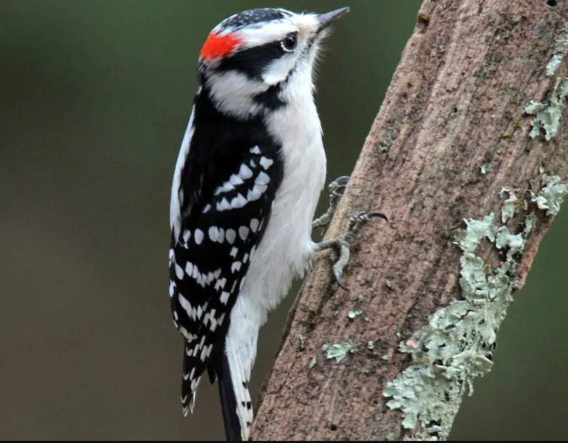 11 Species of Woodpeckers in Iowa with Pictures