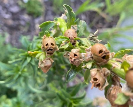 flowers that look like skulls