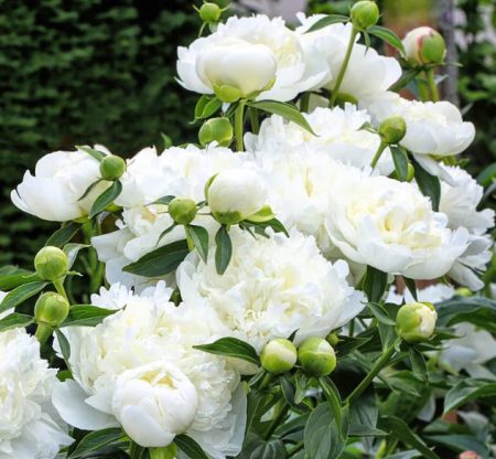 White Peonies