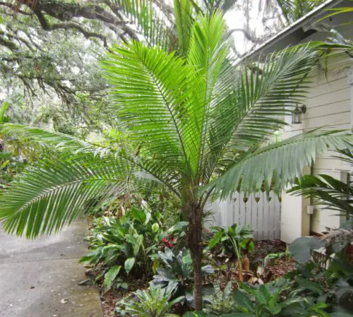 Dwarf Majesty Palm (Ravenea hildebrandtii)