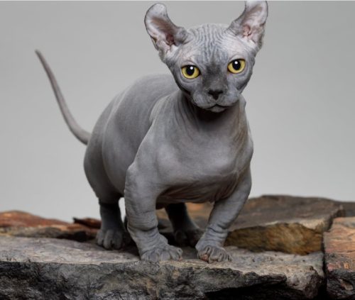 Cats with Curly Ears