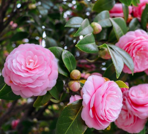 Pink Camellia Flowers