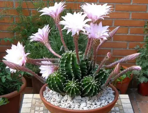 Cactus with Pink Flowers