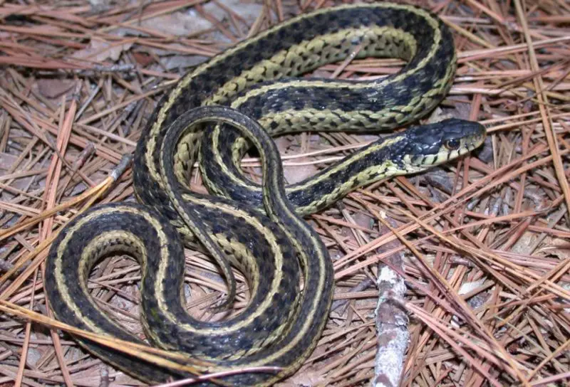 garter snakes in Pennsylvania