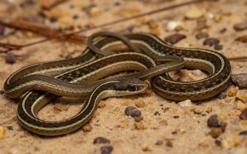 garter snakes in Pennsylvania