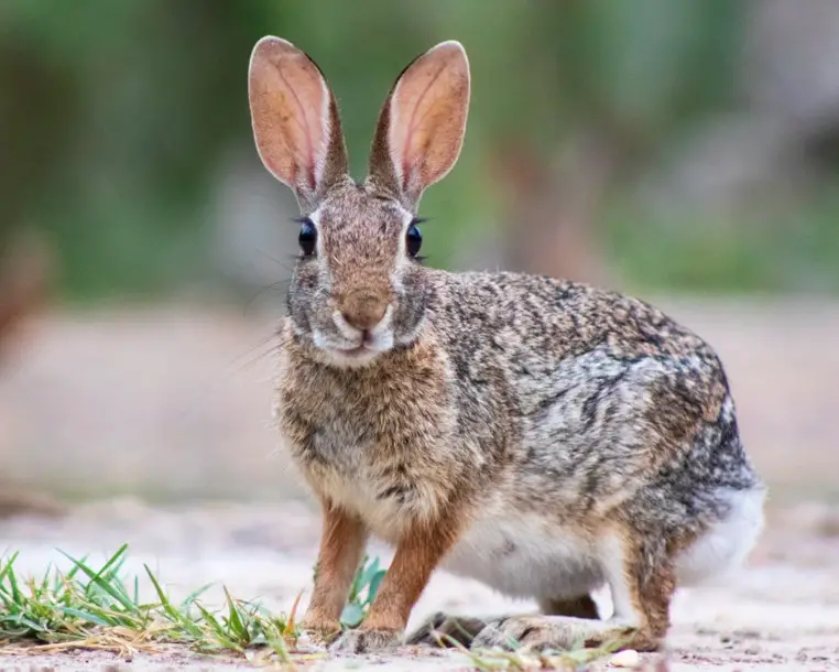 Wild Rabbits in Mississippi