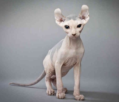 Cats with Curly Ears