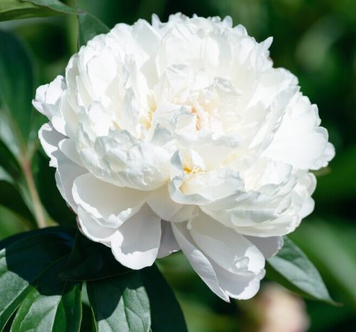 White Peonies