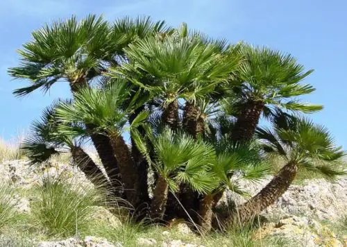 European Fan Palm (Chamaerops humilis)