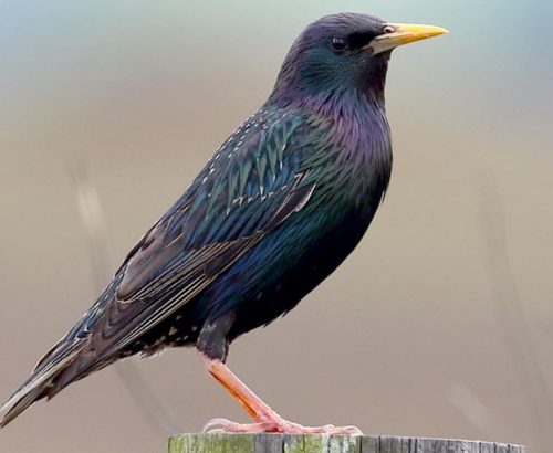 European Starling (Common Starling)