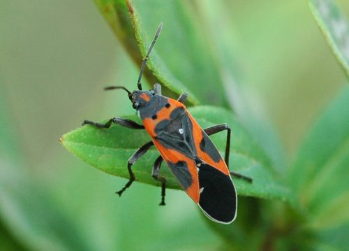 Black and Orange Bugs