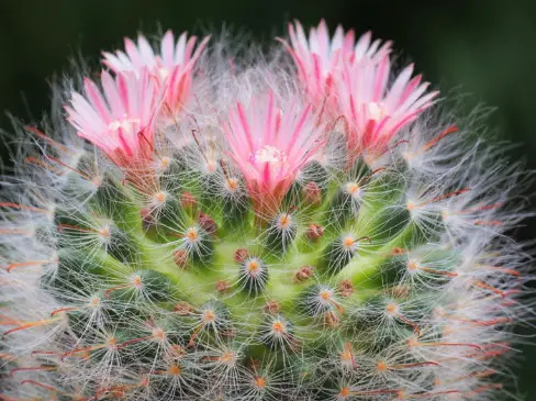 Cactus with Pink Flowers