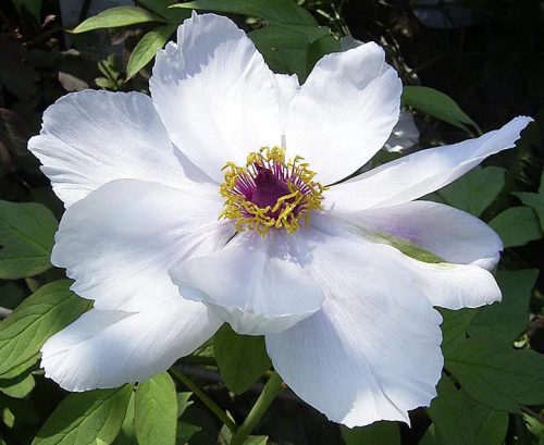 White Peonies