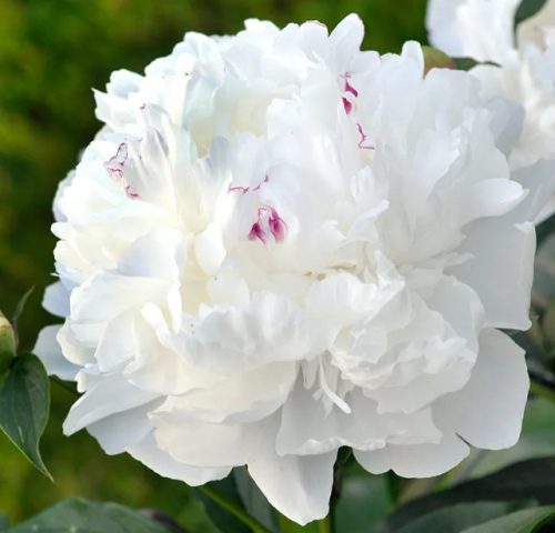 White Peonies