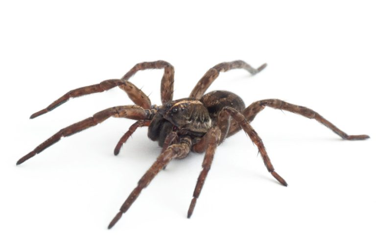 11 Types of Florida Wolf Spiders with Pictures - Own Yard Life