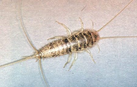 Bugs That Look Like Silverfish