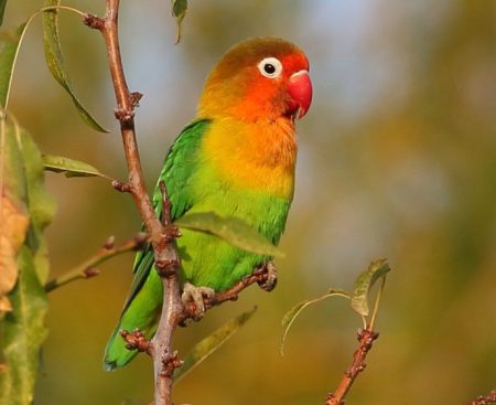 Birds with Red Beaks