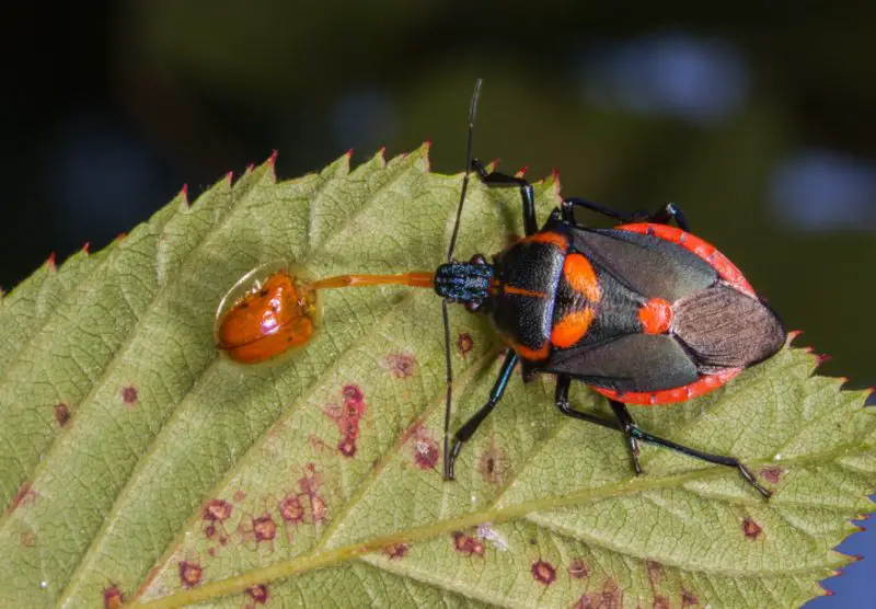 Black and Orange Bugs