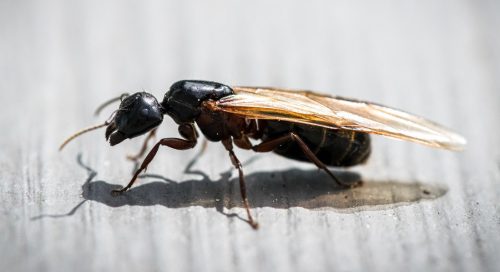 Bugs That Look Like Termites