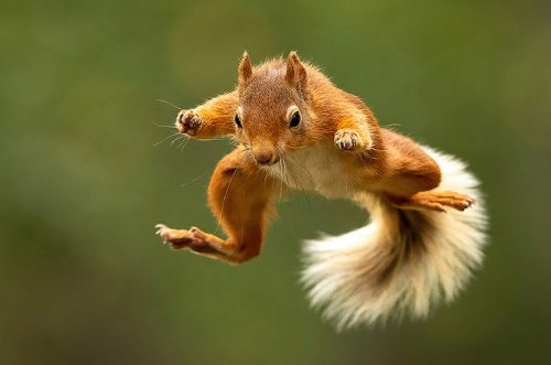 Flying squirrel
