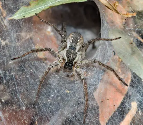 Funnel Web Wolf Spiders