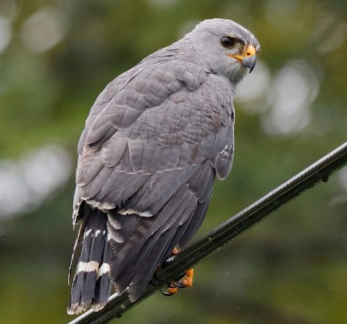 Gray Hawk (Buteo Plagiatus)
