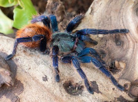 Green Bottle Blue Tarantula