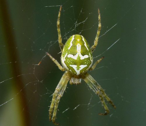 Green Spiders Florida