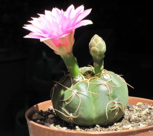 Cactus with Pink Flowers