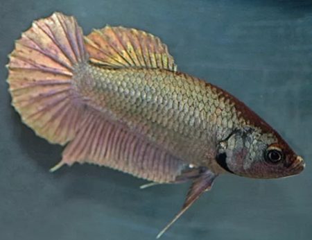 Female Betta Fish