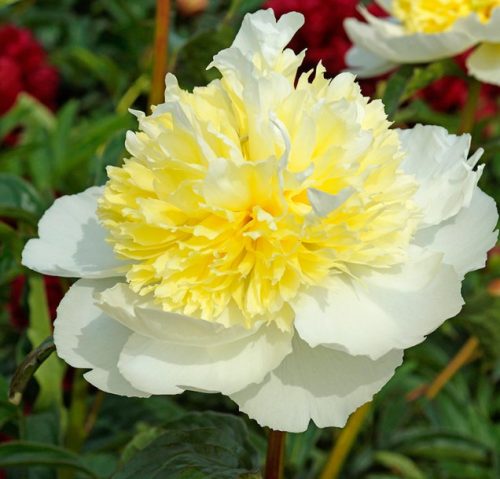 White Peonies