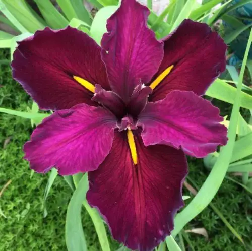 12 Types of Red Irises with Pictures - Own Yard Life